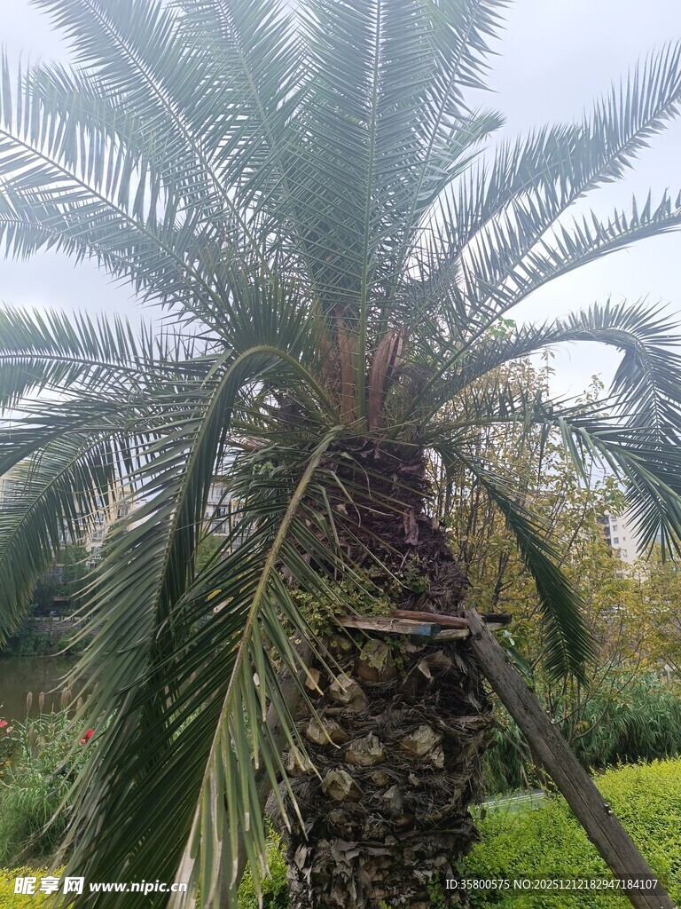 高大挺拔的棕榈树