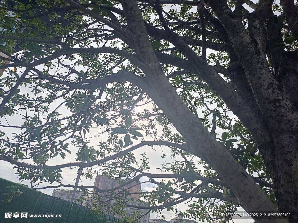 透过枝叶见建筑光影