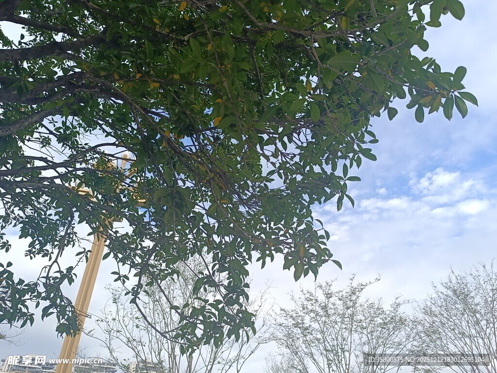 冬日树梢与蓝天景象