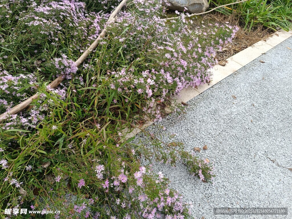 路边绽放的紫色花卉植物
