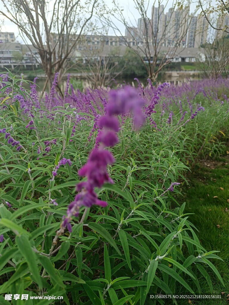 紫色花卉绽放于绿意间