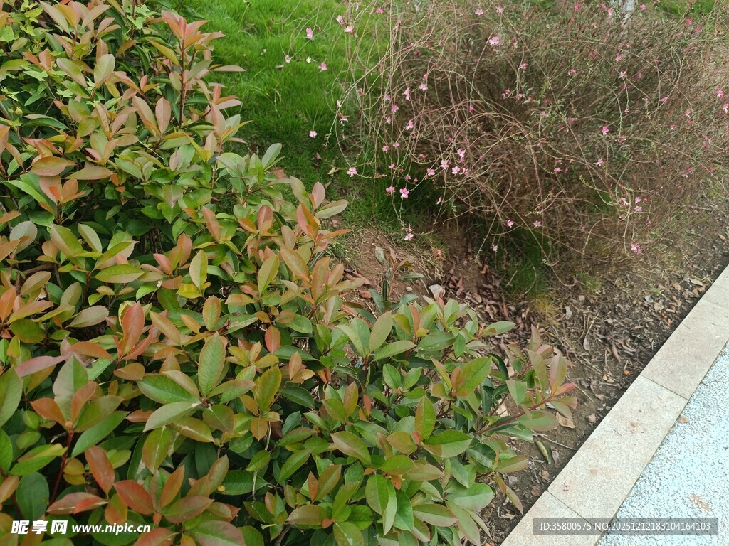 路边多彩灌木丛景观