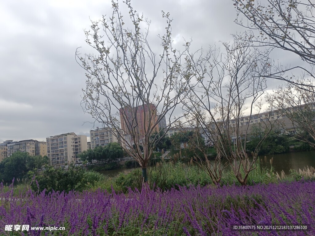 紫色花海与远处建筑景观