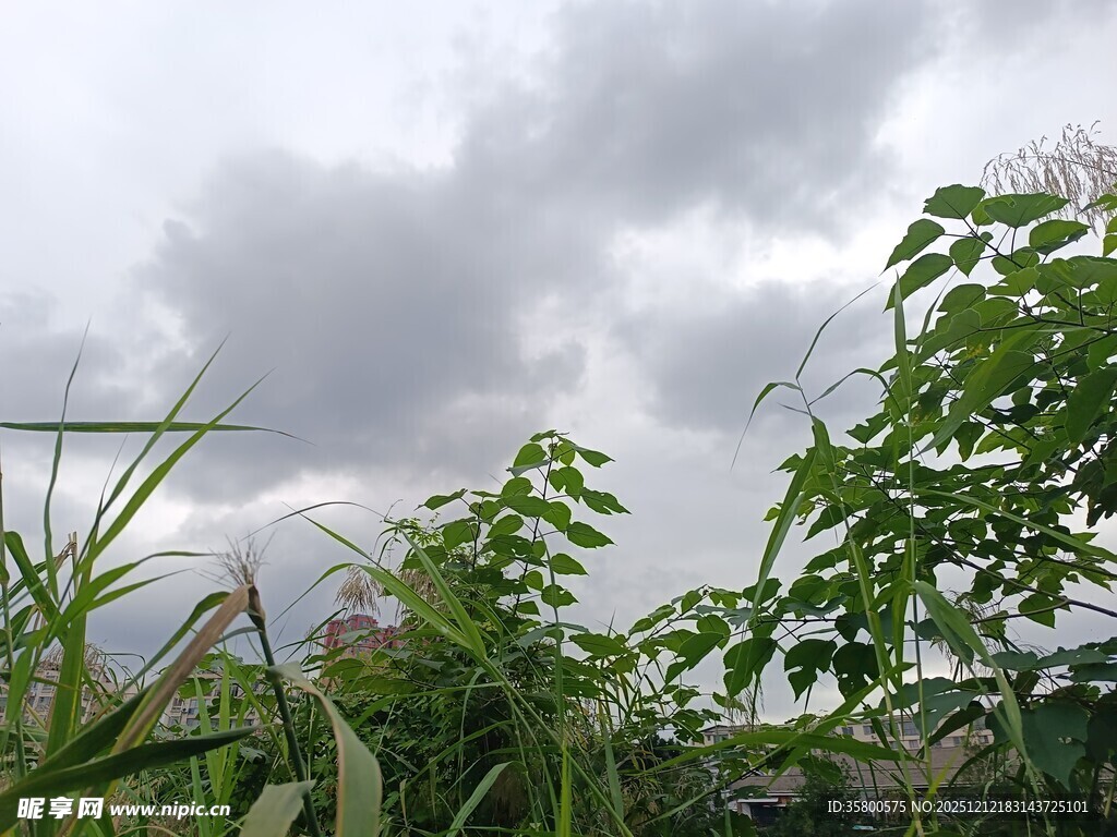 阴天中的绿植景观