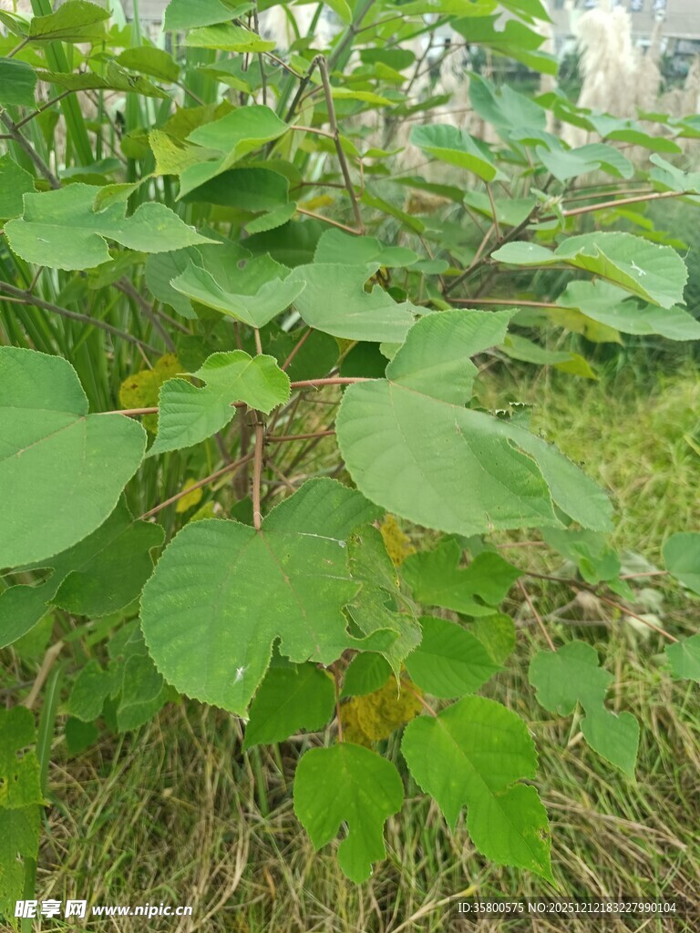 绿叶繁茂的植物