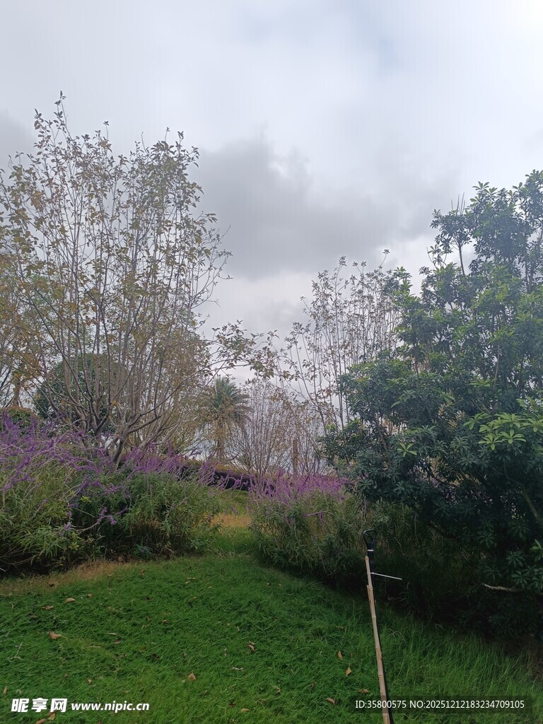 田园绿野中的繁茂植物景