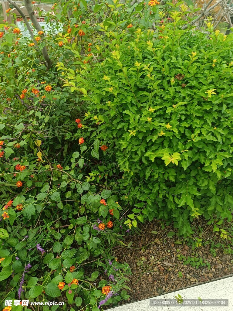 绿叶繁花的生机植物景观