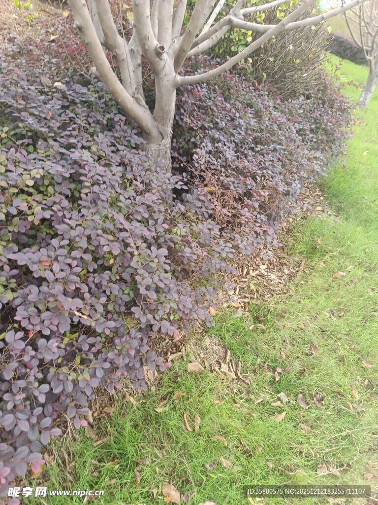 园林景观中的灌木与草地