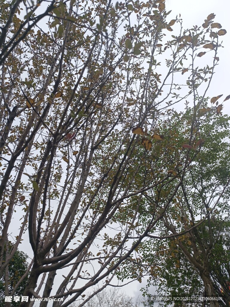 树枝交错的自然景象