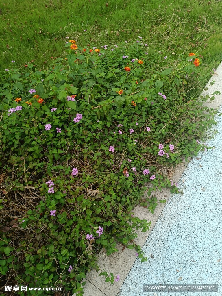 路边多彩花草景观