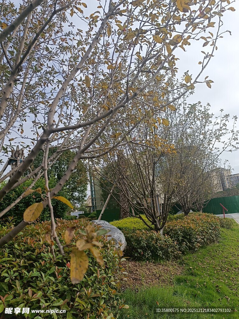 秋日公园中的绿植景观