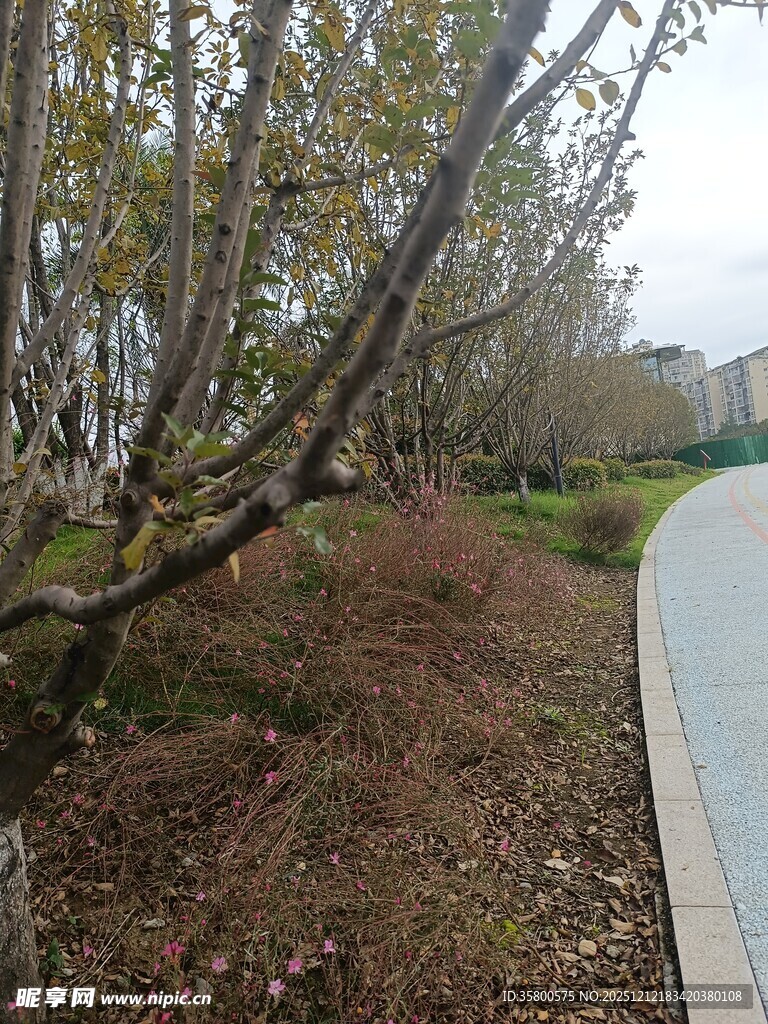 公园小径旁的树木景观