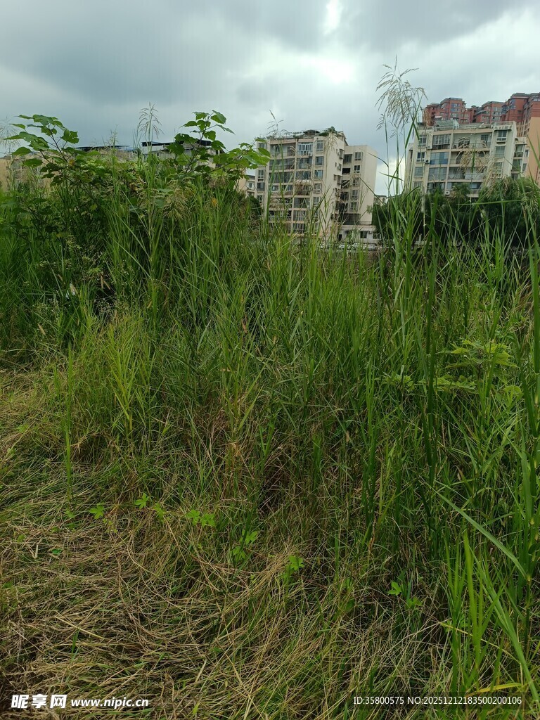 城郊草地与远处楼房景观