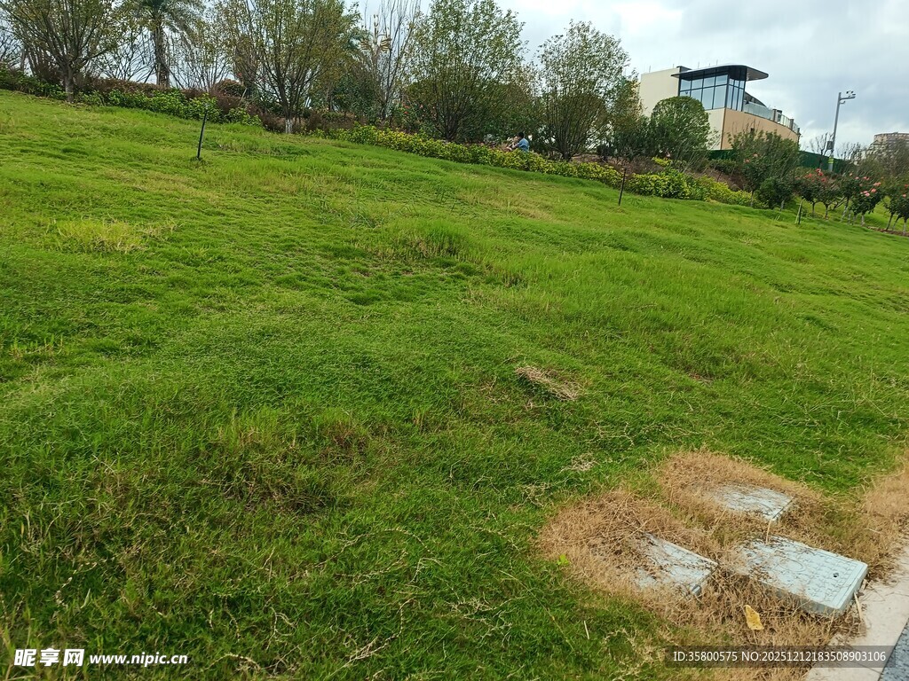 绿意盎然的开阔草地