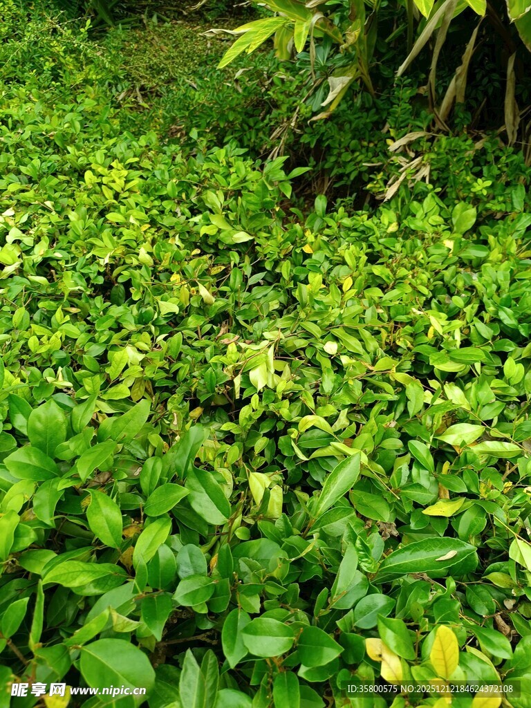翠绿繁茂的地面植物景观