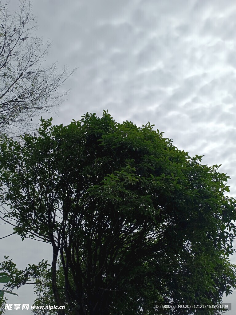 天空下的葱郁树木