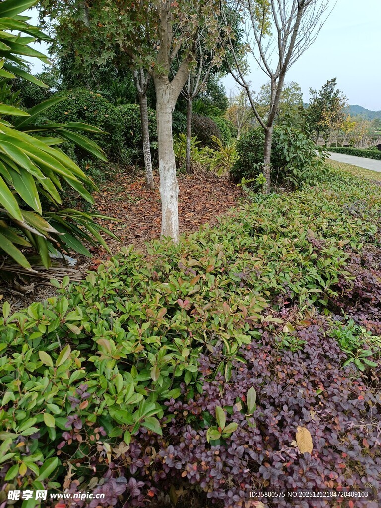 园林绿植景观一角