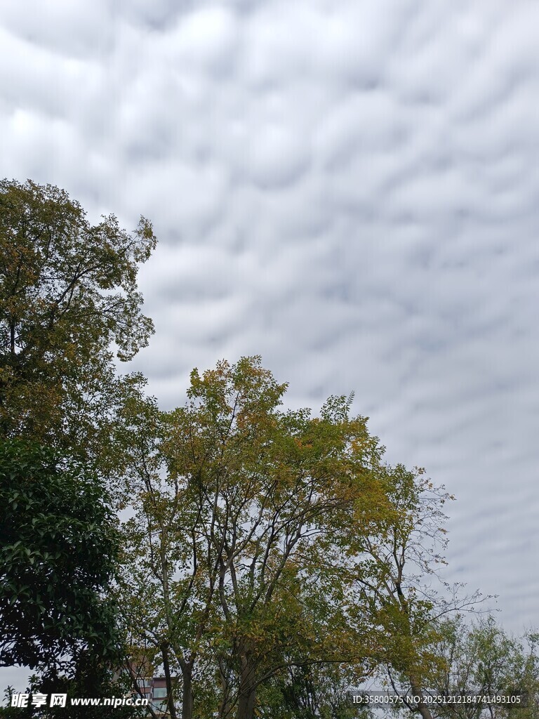 天空下的树木与层叠云彩