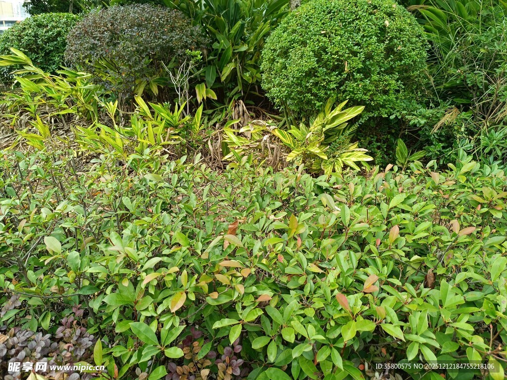 绿意盎然的多样灌木景观