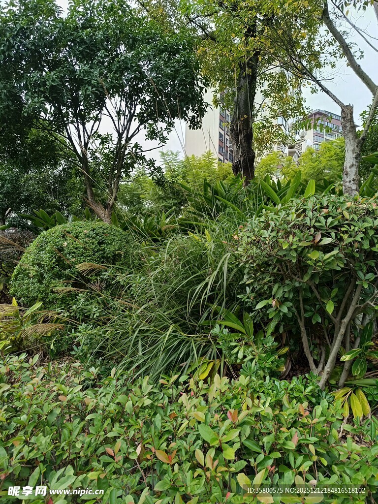 绿意盎然的园林景观