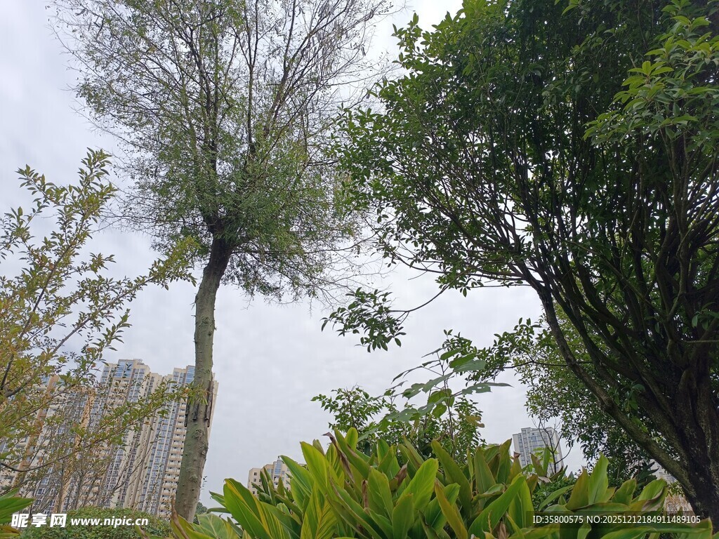 户外葱郁树木与绿植景观