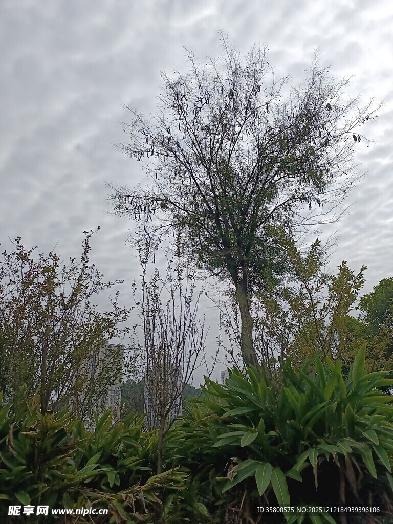 阴天中的孤树与绿植