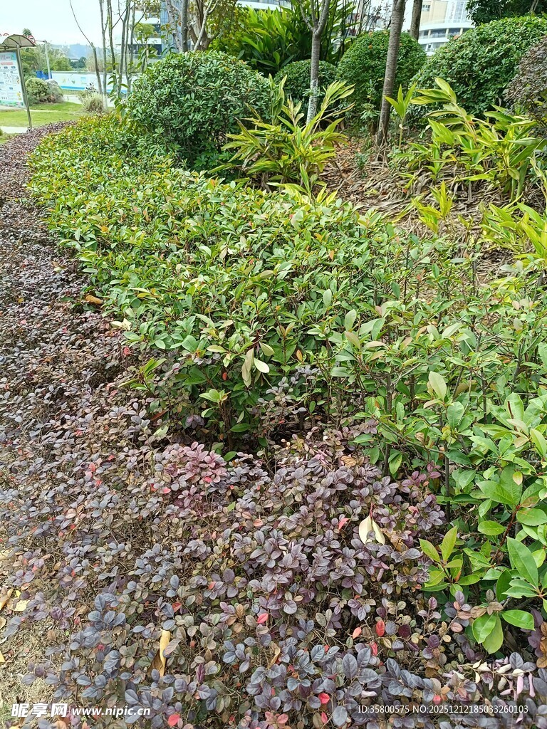 多彩植物装点的花园小径