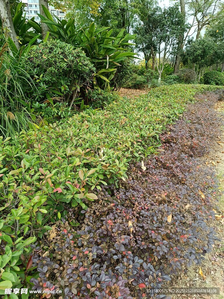 野外小径旁的繁茂绿植