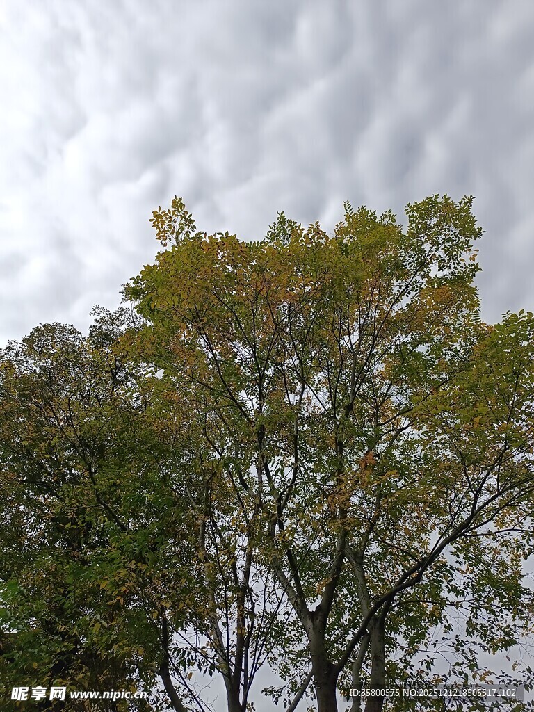 秋日树梢与阴沉天空