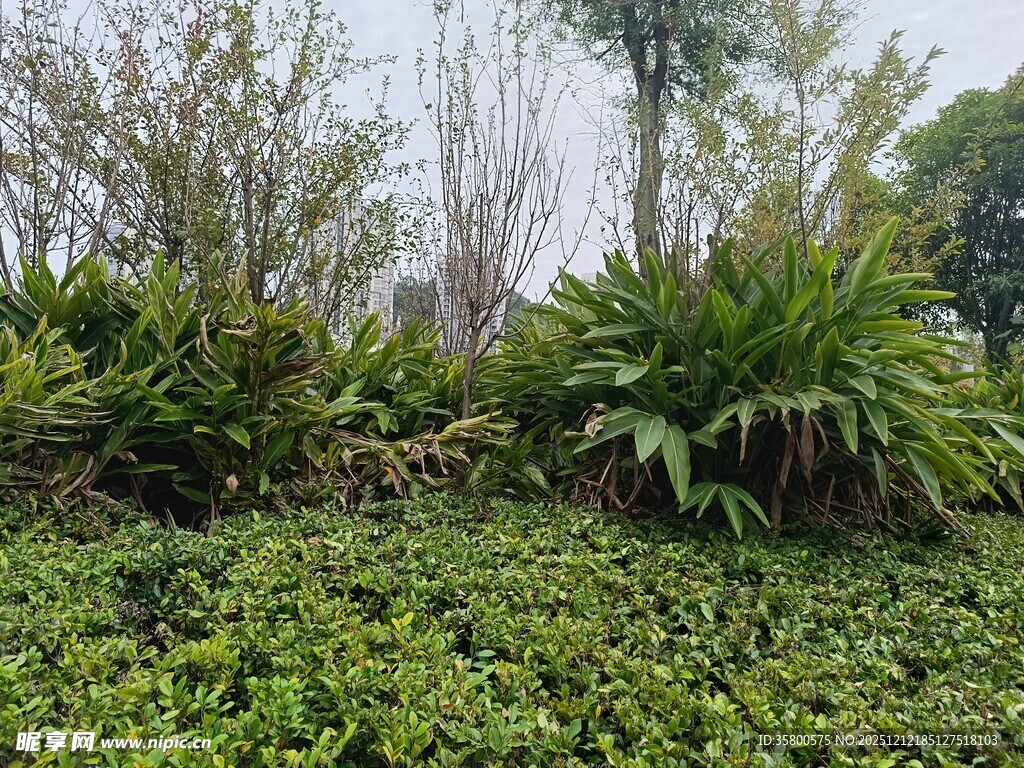 绿意盎然的植物景观