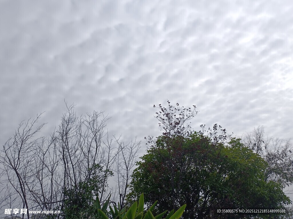 天空下的树木与稀疏枝丫