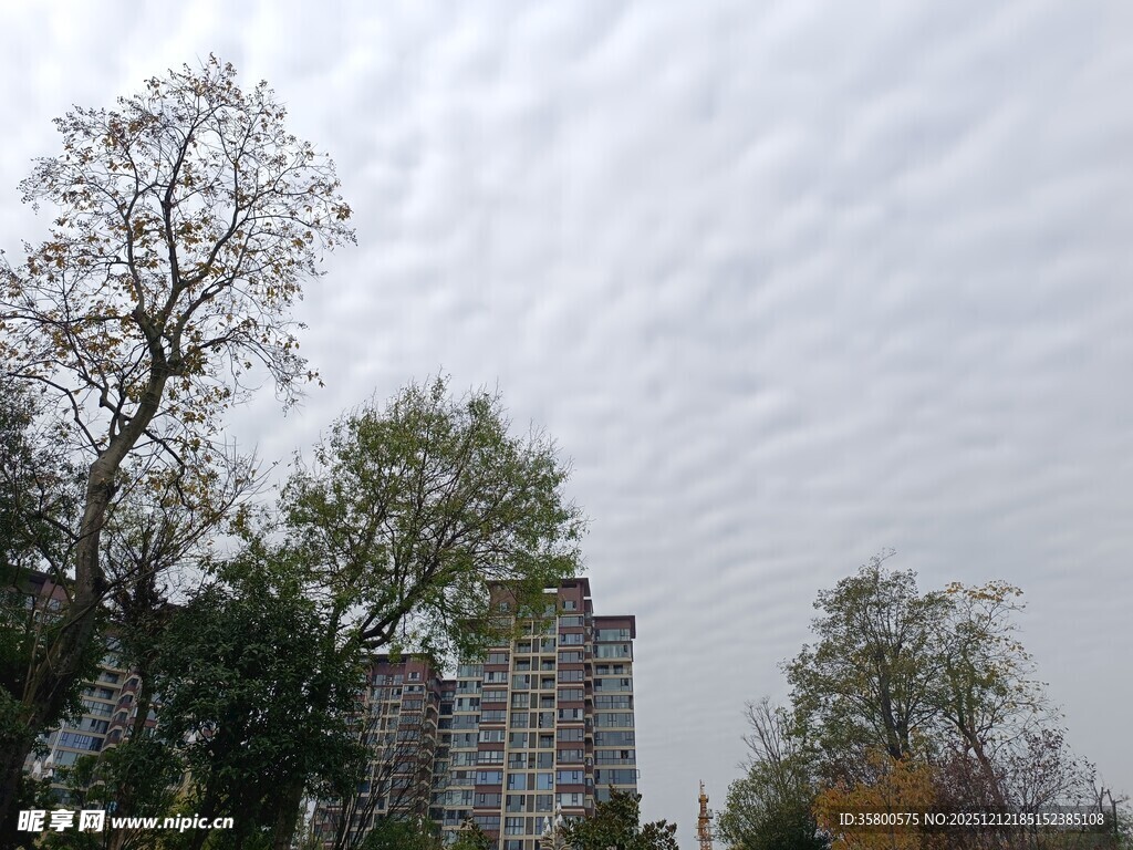 阴天时的树木与高楼
