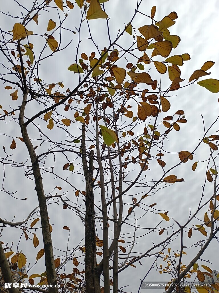 秋日枝头黄叶萧瑟景象