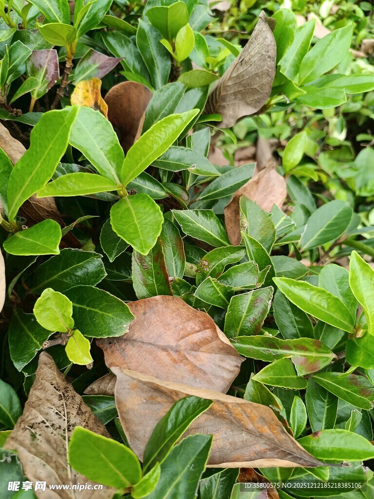 绿叶与枯叶交织的景致