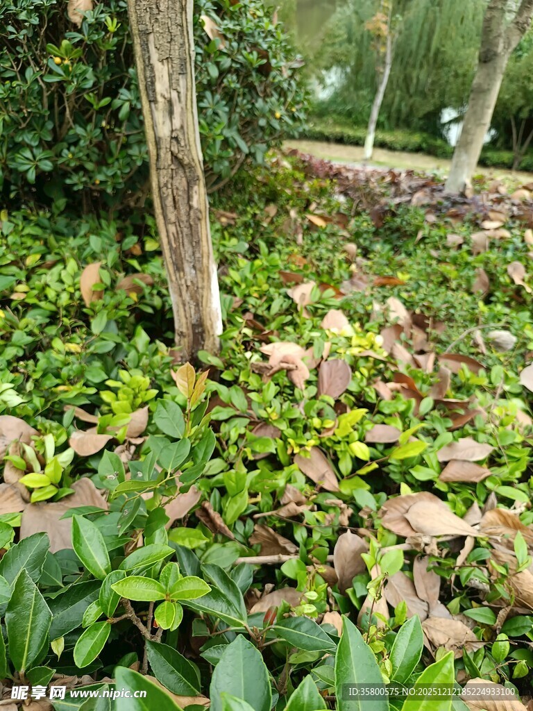 林间绿植环绕的树干