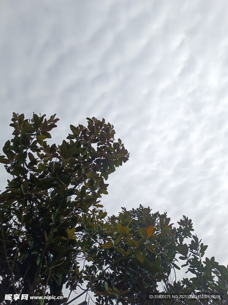 树梢之上的灰白天空