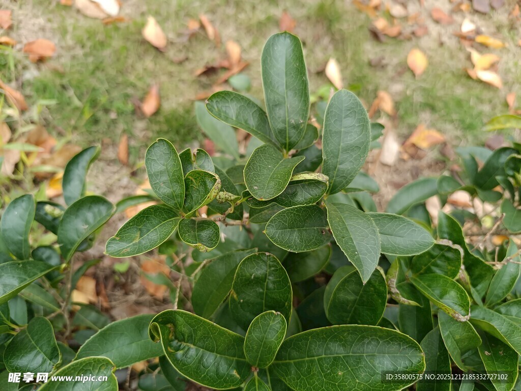 翠绿叶片的生机景象