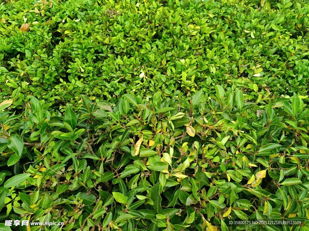 翠绿繁茂的植物景观