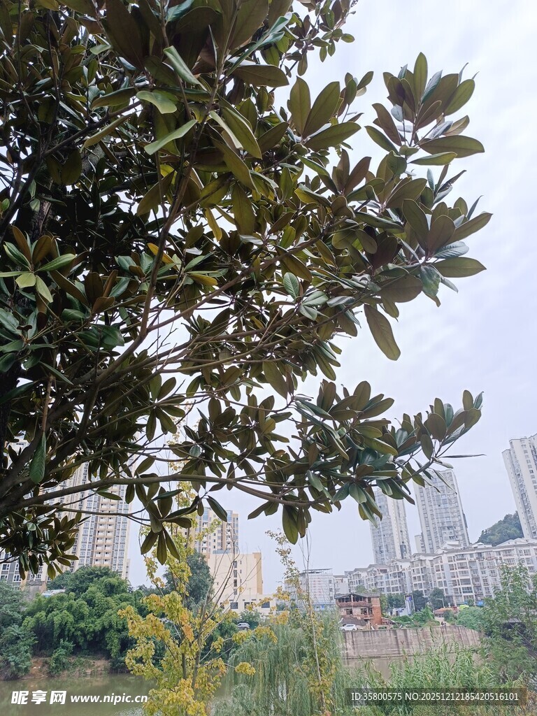 城市中枝叶繁茂的大树