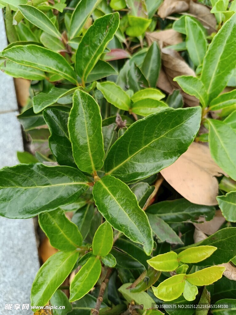 翠绿繁茂的室内观叶植物