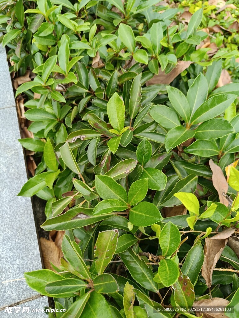 绿叶繁茂的植物景观