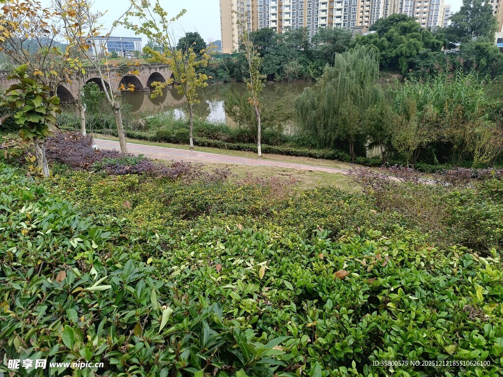 城市中的绿意盎然景观