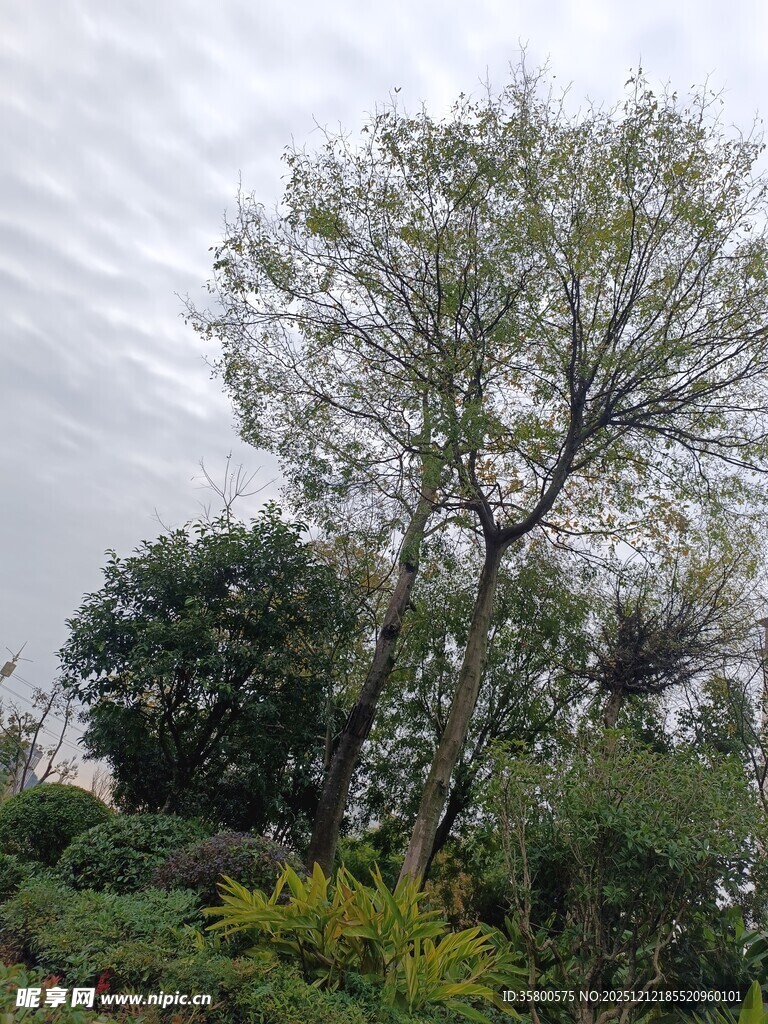 野外挺拔树木与繁茂植被