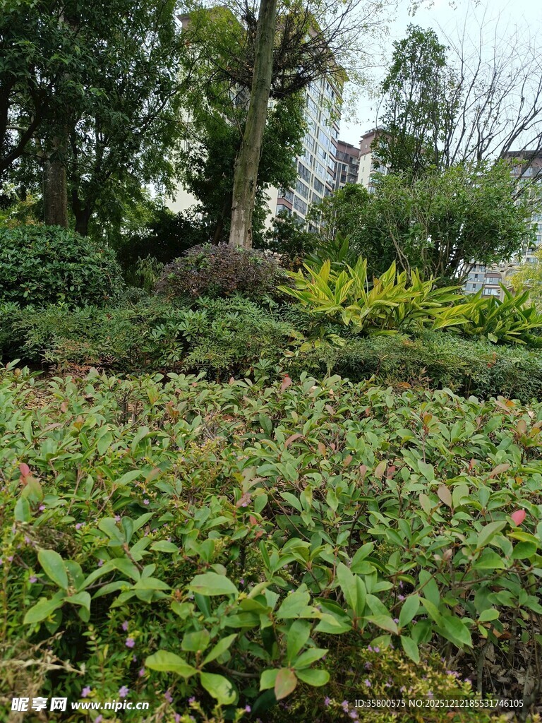 繁茂绿植景观