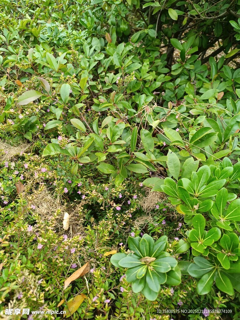 野外繁茂的绿色植物景观