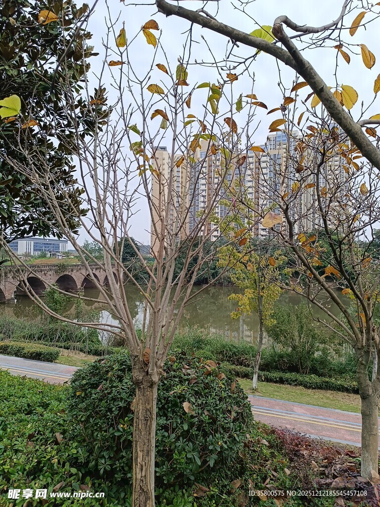 园林景致中的树木与桥梁