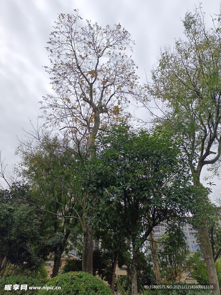 户外繁茂树木景观