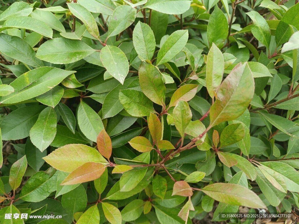 绿叶间的多彩叶片景观