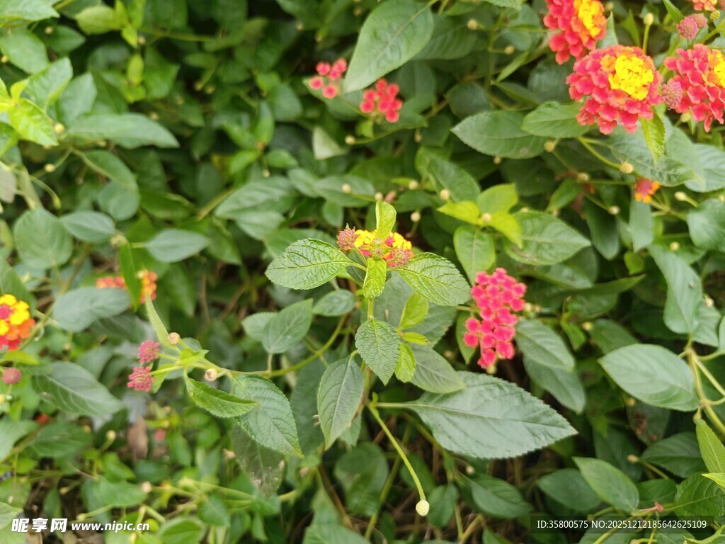 多彩花卉绽放绿叶间