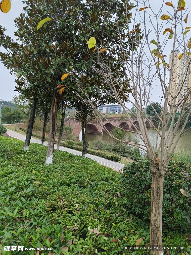 秋日园林树木绿植景致